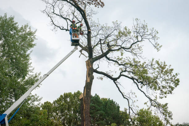 Best Emergency Tree Service  in Marble Falls, TX